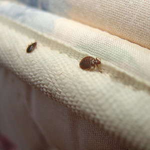 What to do if there is bed bugs in your hostel room?