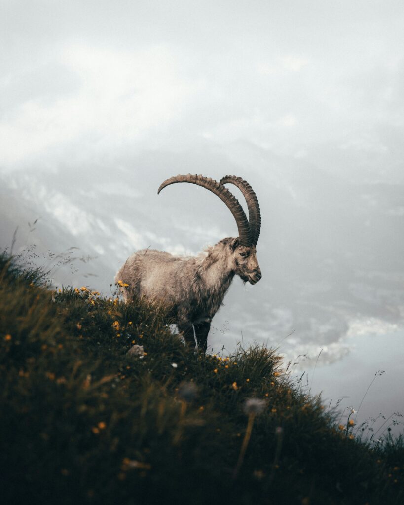 Augstmatthorn mountain goat